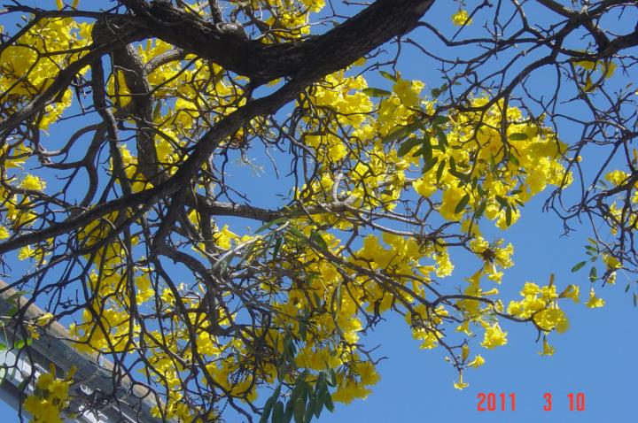 flowering tree