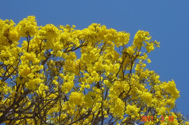 flowering tree