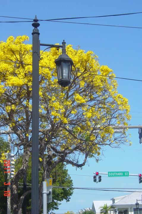 flowering tree